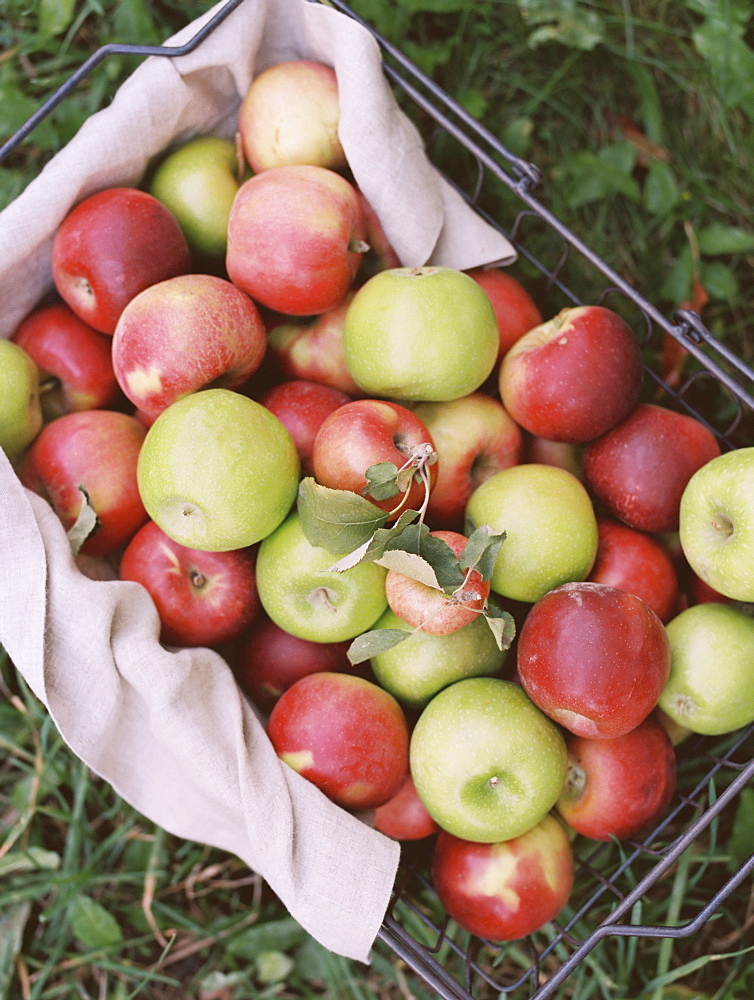 An apple orchard in Utah. A basket of apples, Sataquin, Utah, United States of America