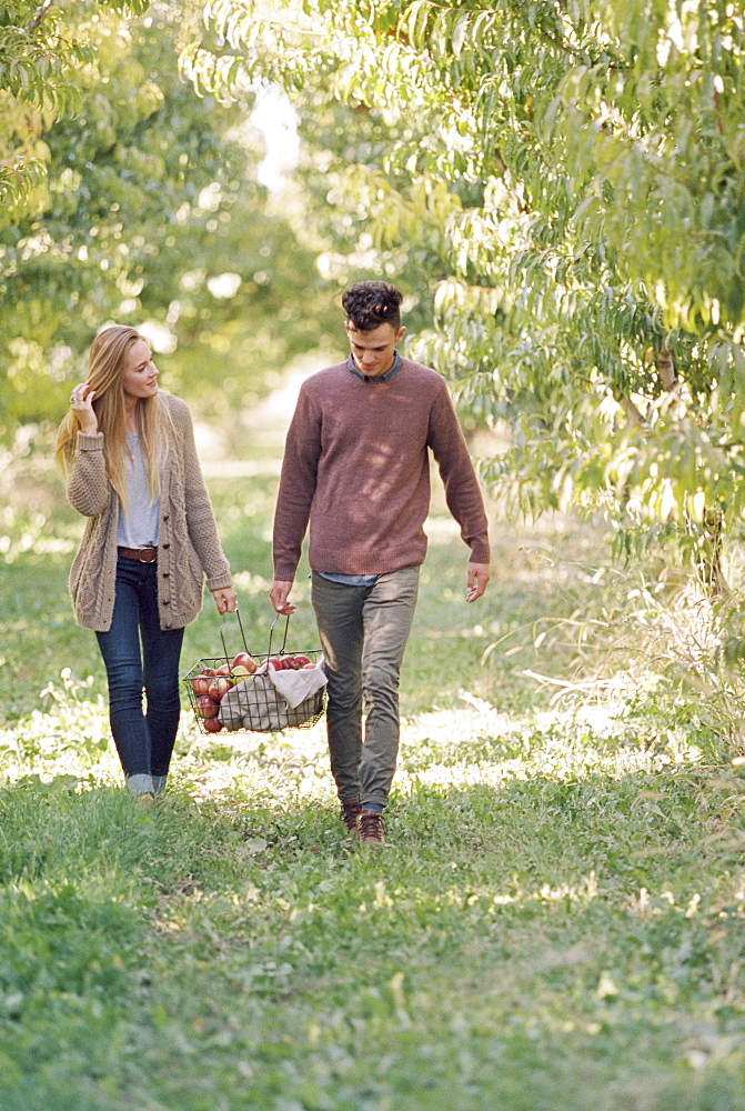 An apple orchard in Utah. Couple carrying a basket of apples, Sataquin, Utah, United States of America