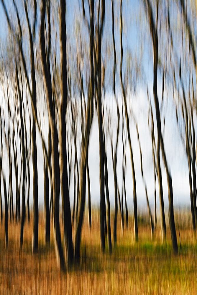 Blurred motion, Maple trees in autumn, moving in the breeze, King County, Washington, USA