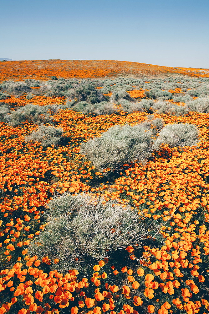 A naturalised crop of the vivid orange flowers, the California poppy, Eschscholzia californica, flowering, in the Antelope Valley California poppy reserve, Papaveraceae, Antelope Valley, California,USA