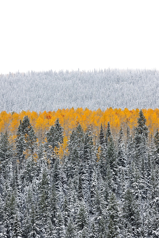 View over aspen forests in autumn, with a layer of vivid orange leaf colour against pine trees, Uinta mountains, Utah, USA