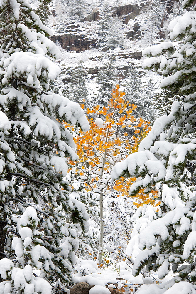 Pine trees with snow laden boughs, and a small aspen tree with vivid orange leaf colour, Uinta mountains, Utah, USA