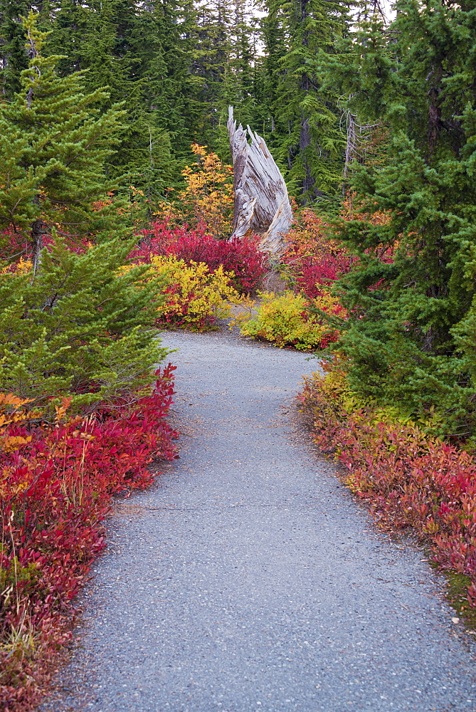 A forest trail through woodland in autumn, red and orange foliage beside the path, Mount Baker national forest, Washington State, United States