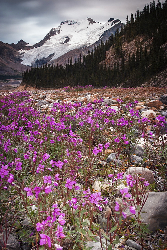 The Athabasca Glacier and pink wildflowers in a valley in the Canadian Rockies.