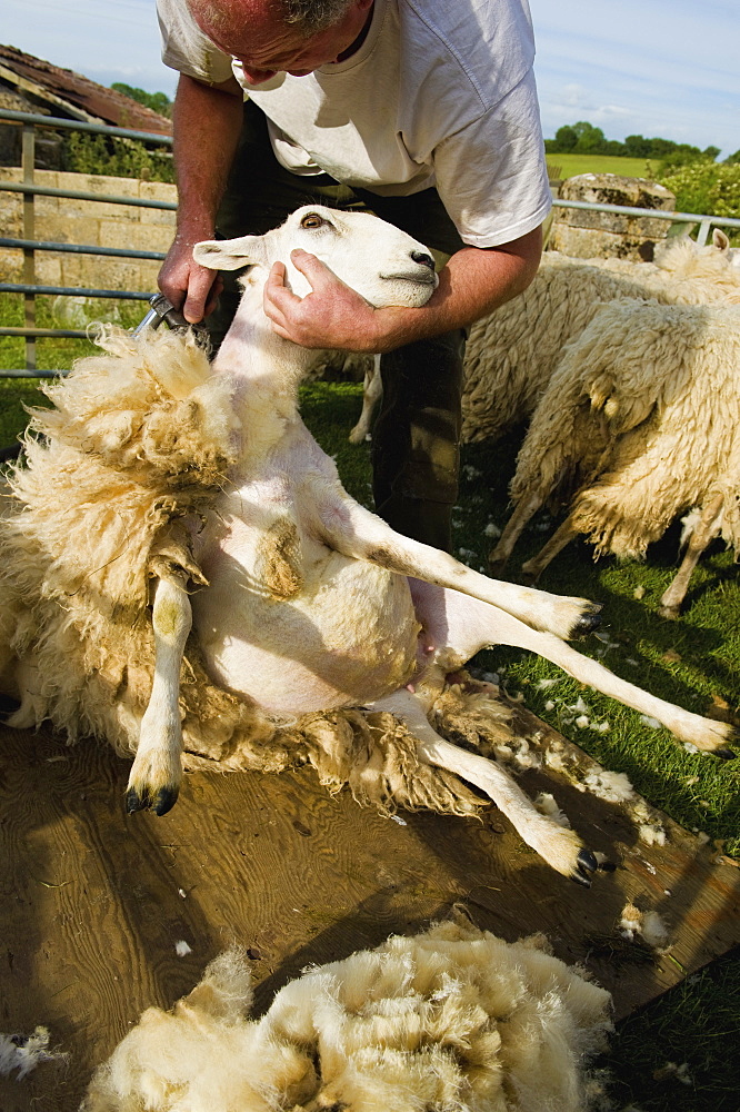 A sheep shearer holding a sheep and shearing the fleece with clippers, England