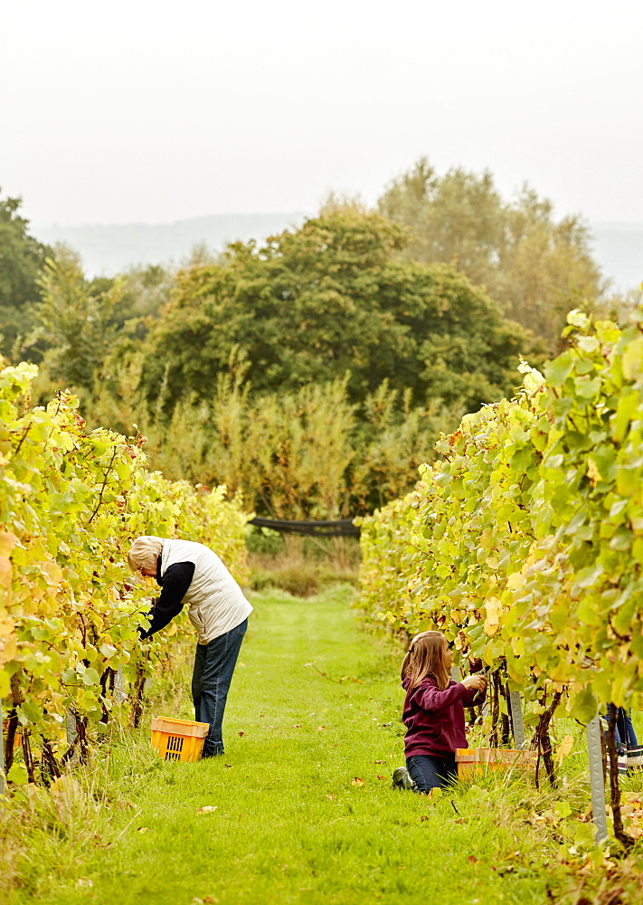 Two people picking grapes in a vineyard, England, United Kingdom