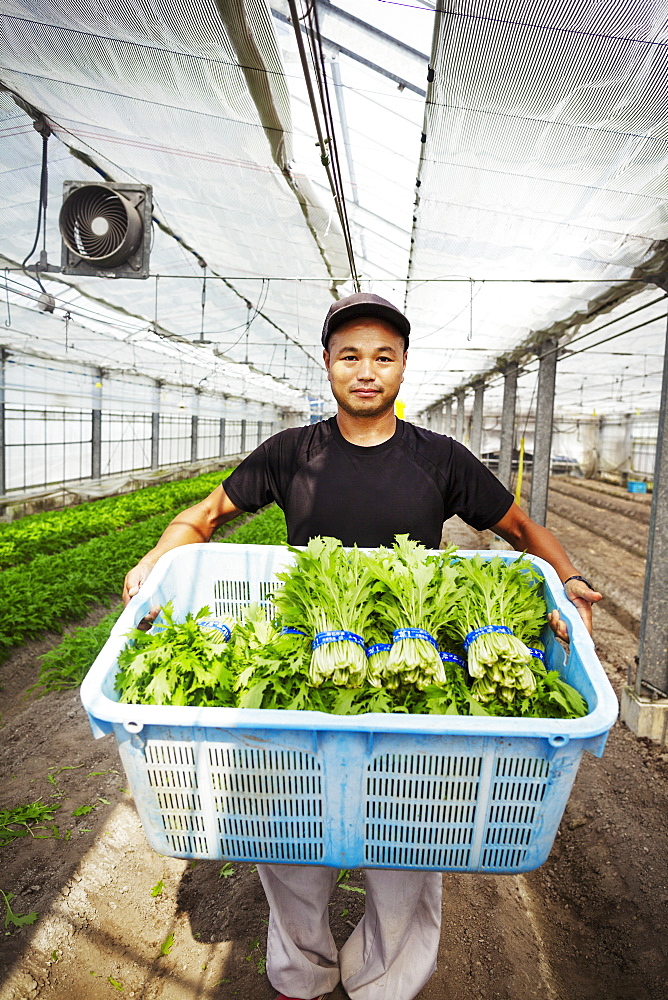 Worker in a greenhouse holding a crate full of fresh harvested vegetables, Japan