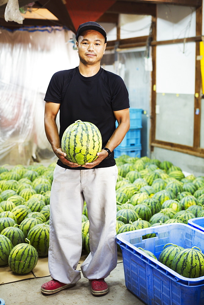 Worker in a greenhouse holding a watermelon, Japan