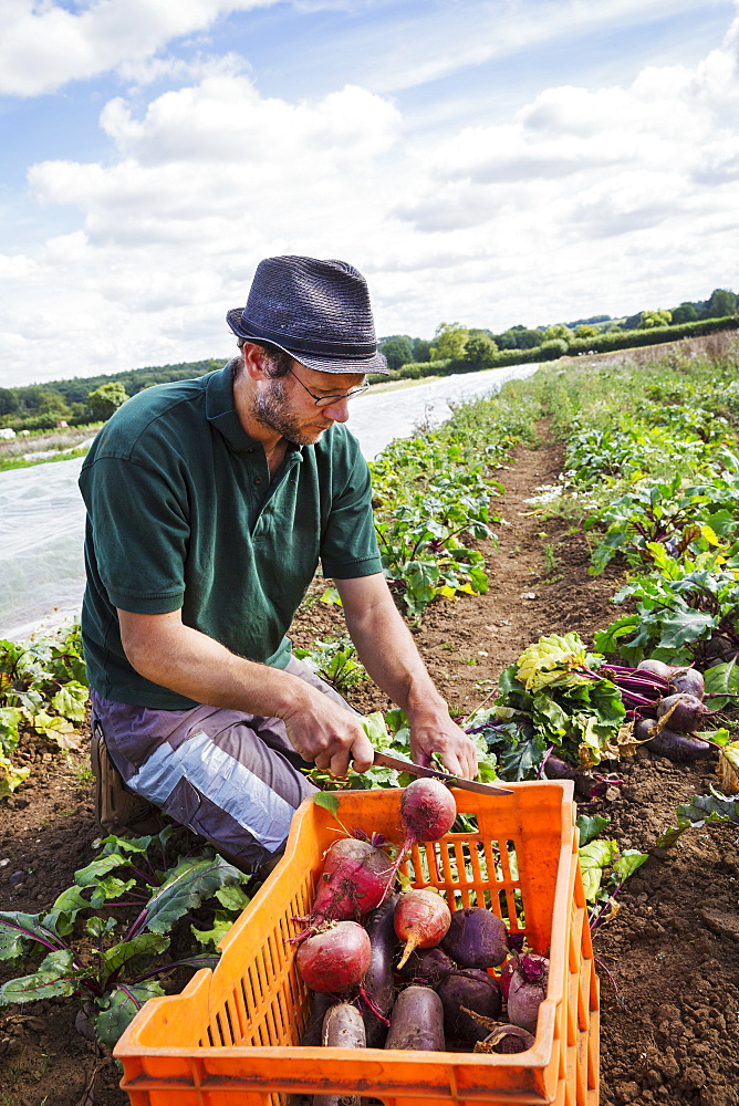 A man bending and harvesting beetroots in a field full of plants. 