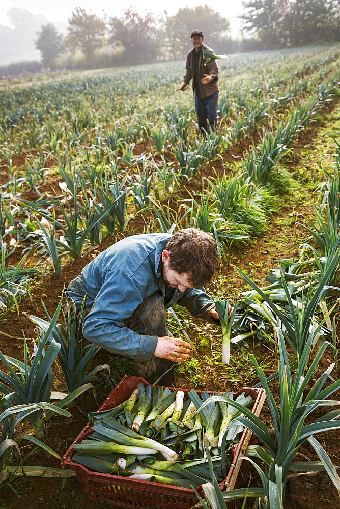 A woman and man working in the fields, harvesting cauliflowers. 