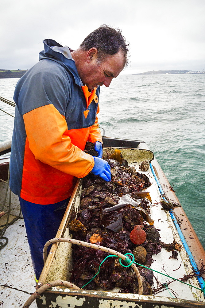 Traditional Sustainable Oyster Fishing, A man sorting oysters on a boat deck, Fal Estuary, Cornwall, England