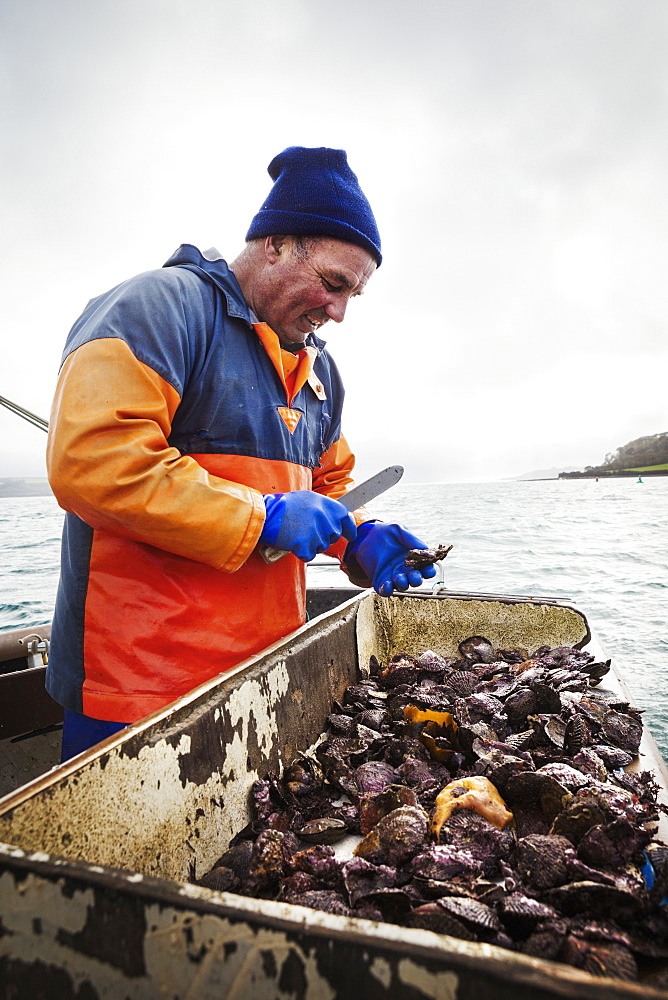 A fisherman working on a boat deck, sorting out oysters and other shellfish, Traditional sustainable oyster fishing on the River Fal, Fal Estuary, Cornwall, England