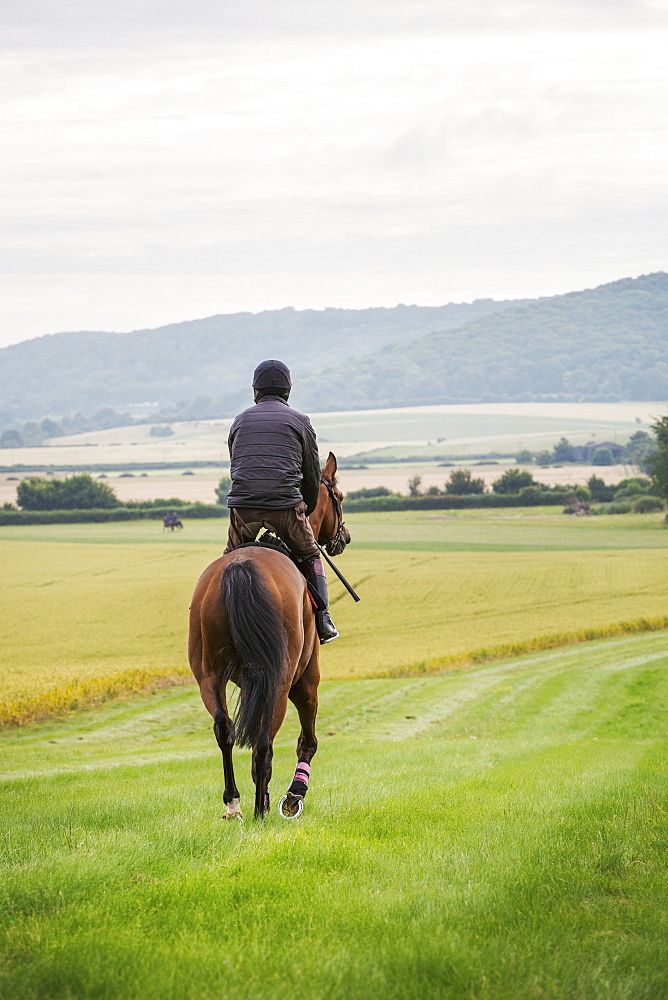 Rear view of a man riding a bay horse across a field along a grass ride in a field. 