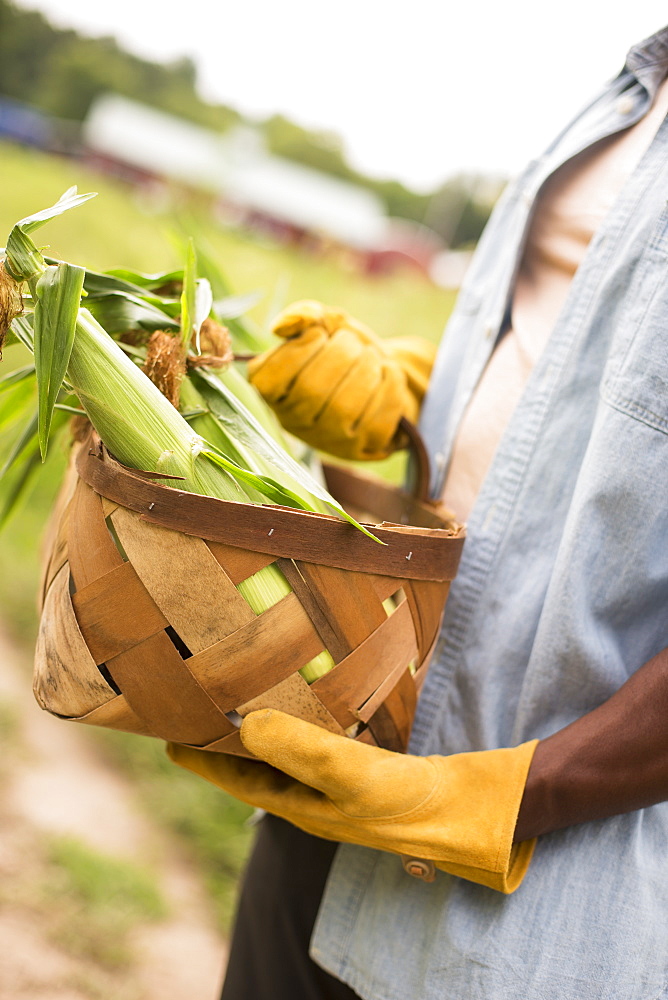 Working on an organic farm. A man holding a basket full of corn on the cob, vegetables freshly picked, Woodstock, New York, USA