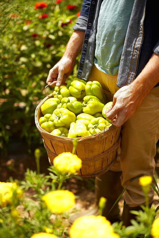 A man carrying a full basket of green bell peppers, Kingston, New York, USA