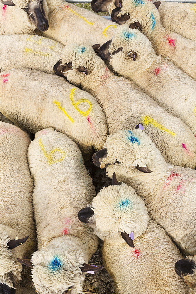 High angle view of herd of sheep with blue and pink dye marks, England, United Kingdom