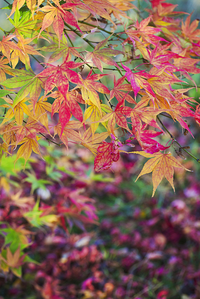 Autumn colours, foliage of an acer tree, Japanese maple with delicate palmate shapes, vivid colours, purple red yellow and green, England, United Kingdom