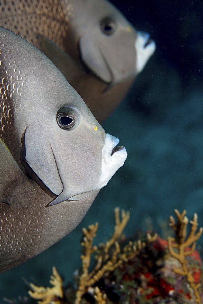 Pair of Gary angelfish (Pomacanthus arcuatus), on a reef in the Florida Keys National Marine Sanctuary.