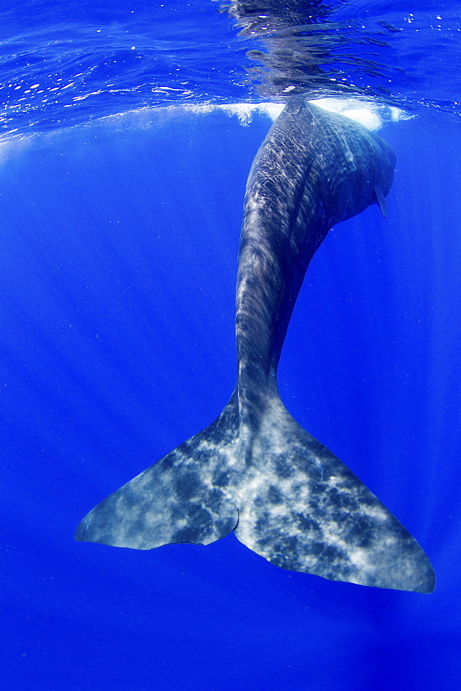 Tail fluke of a Sperm whale underwater.