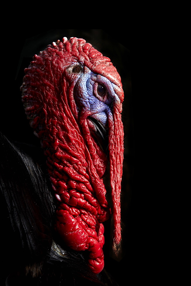 Portrait head of male (stag) Turkey (Meleagris) against black background, England