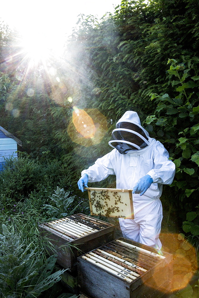 Beekeeper wearing protective suit at work, inspecting wooden beehive, England, United Kingdom