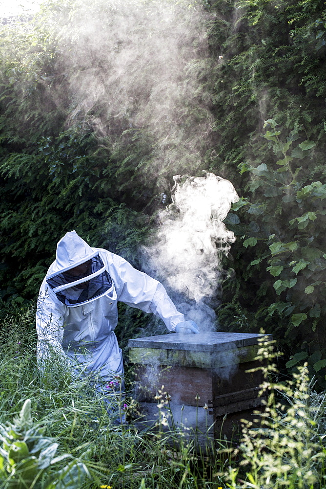 Beekeeper wearing protective suit at work, using smoker to calm bees, England, United Kingdom