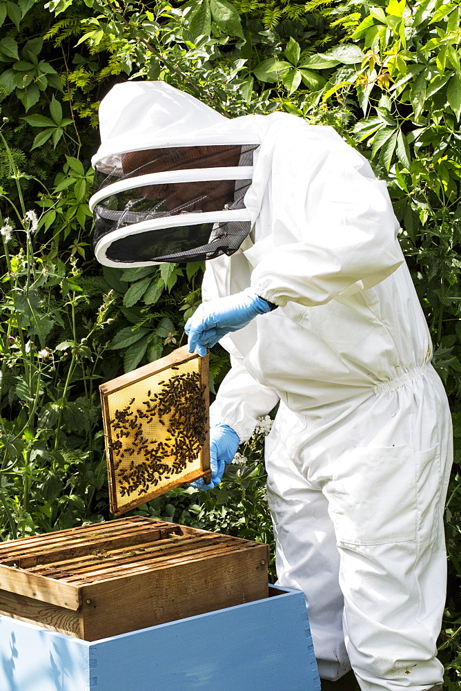 Beekeeper wearing protective suit at work, inspecting wooden beehive, England, United Kingdom