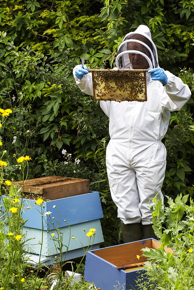 Beekeeper wearing protective suit at work, inspecting wooden beehive, England, United Kingdom