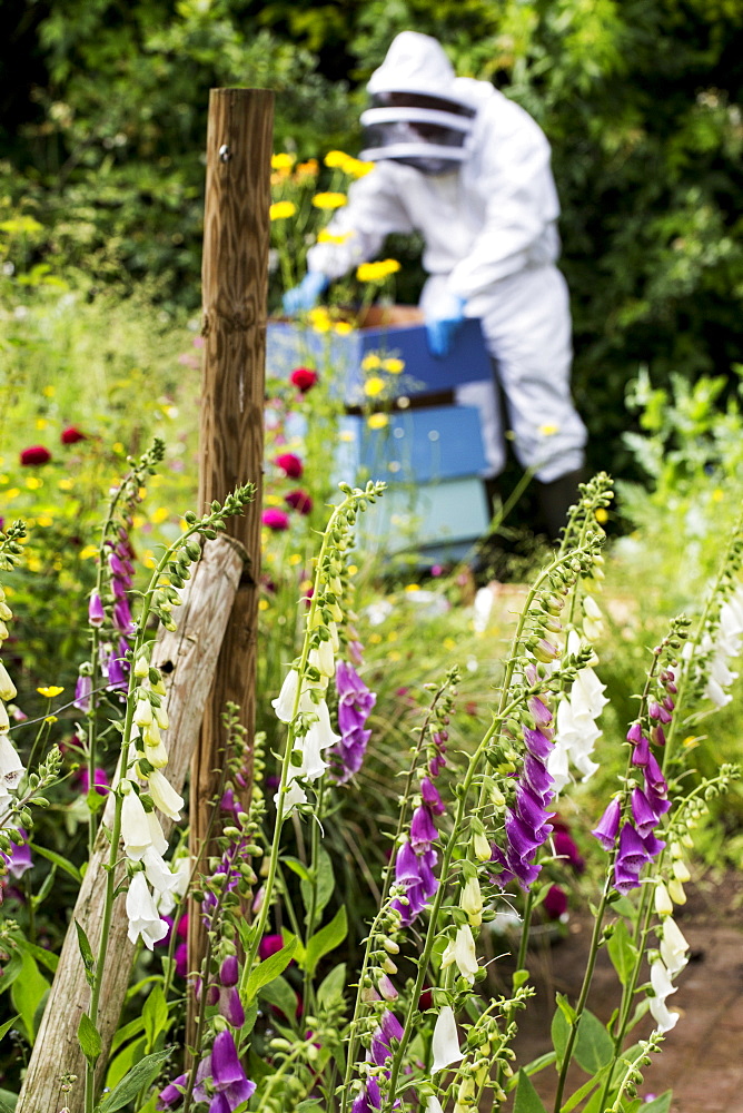 Beekeeper wearing protective suit at work, inspecting wooden beehive, England, United Kingdom