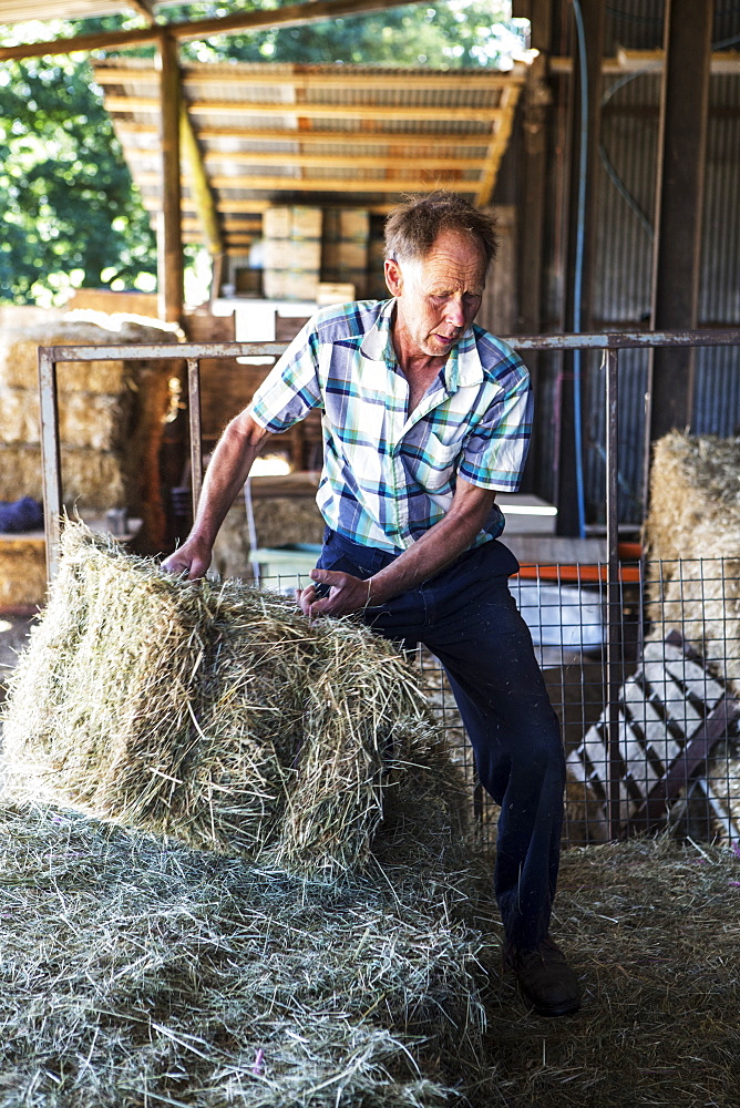 Farmer stacking hay bales in a barn, Oxfordshire, England