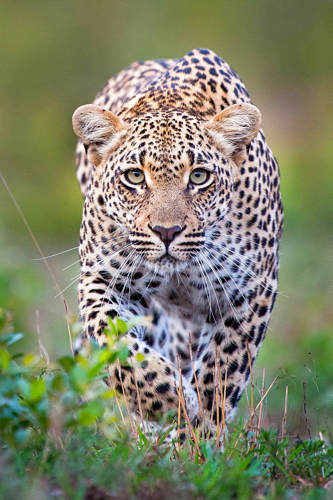 A leopard, Panthera pardus, alert, walks towards the camera  in stalking posture, with large green yellow eyes, Londolozi Game Reserve, Sabi Sands, Greater Kruger National Park, South Africa