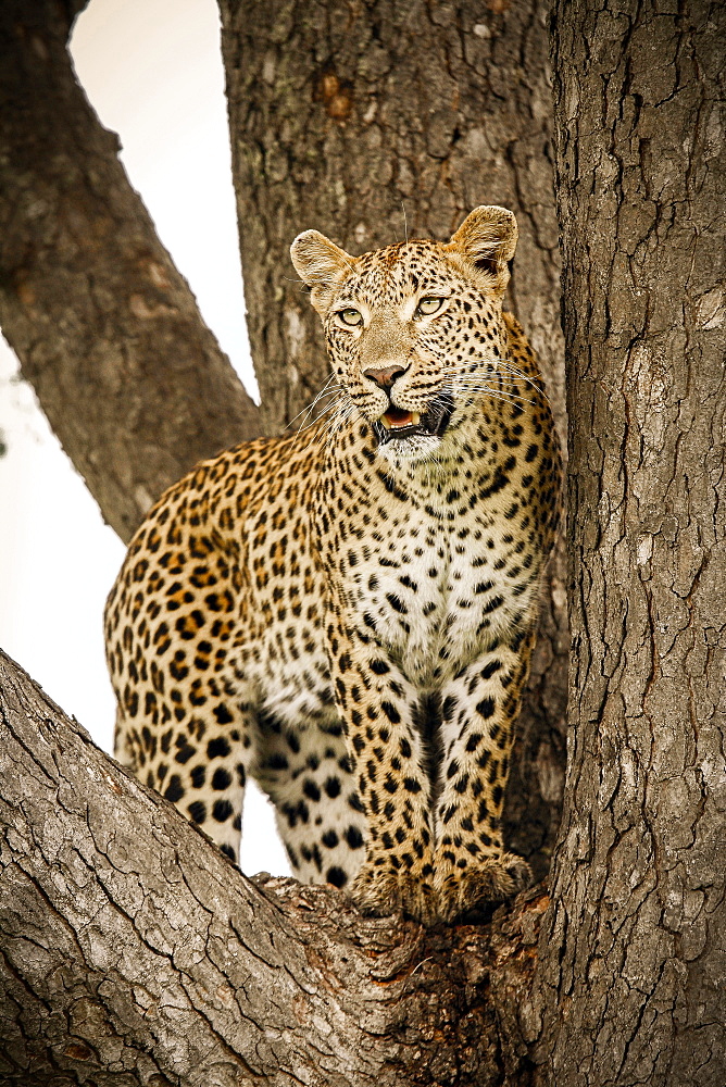 A leopard, Panthera pardus, stands in the fork of a tree, looking away, Londolozi Game Reserve, Sabi Sands, Greater Kruger National Park, South Africa