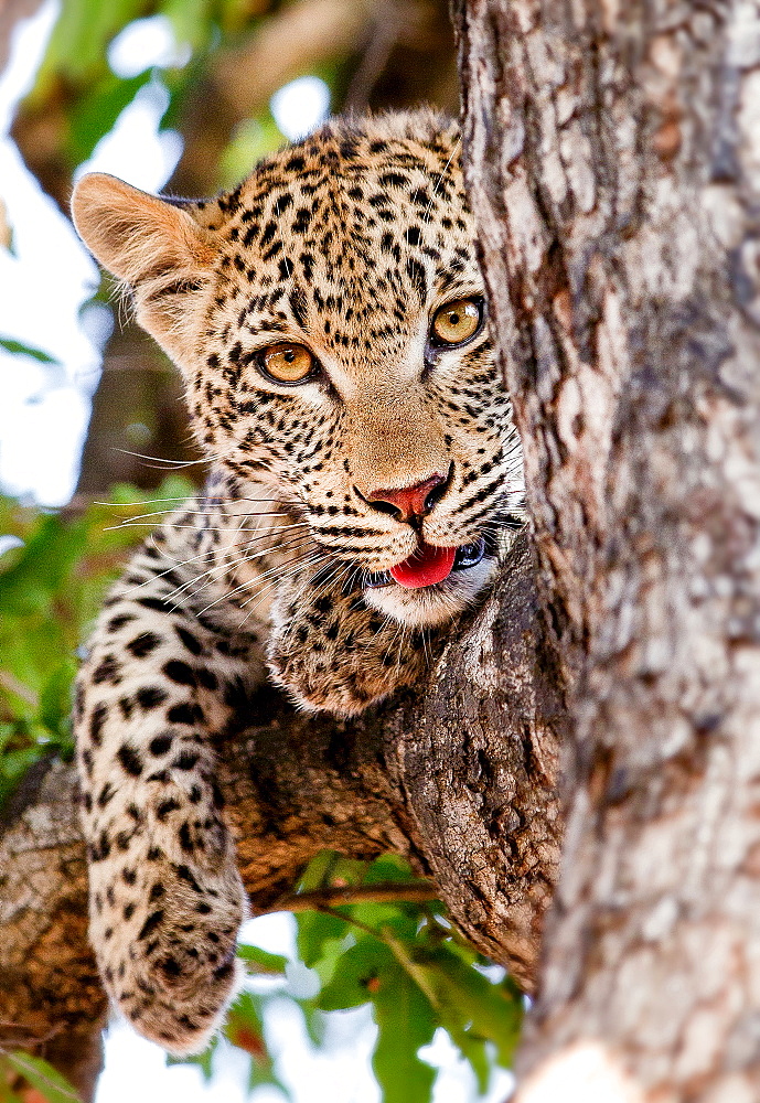 A leopard cub's head, Panthera pardus, lies in a tree, alert, mouth open showing tongue, paw drapes over branch, yellow brown eyes, Londolozi Game Reserve, Sabi Sands, Greater Kruger National Park, South Africa