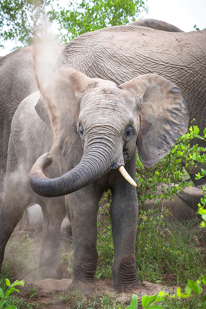 An elephant, Loxodonta africana, has a sand bath, lift trunk up and spray back with sand, alert, one tusk, elephant in background, Londolozi Game Reserve, Sabi Sands, Greater Kruger National Park, South Africa