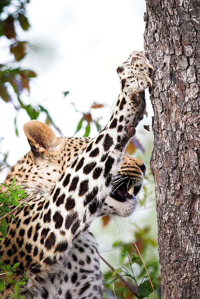 A leopard's head and front leg, Panthera pardus, claws out and into tree trunk and bark as it climbs up, looking away,, Londolozi Game Reserve, Sabi Sands, Greater Kruger National Park, South Africa