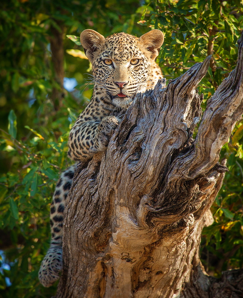 A leopard, Panthera pardus, lies on a dead branch, legs wrapped around log, alert, tongue out, Londolozi Game Reserve, Sabi Sands, Greater Kruger National Park, South Africa