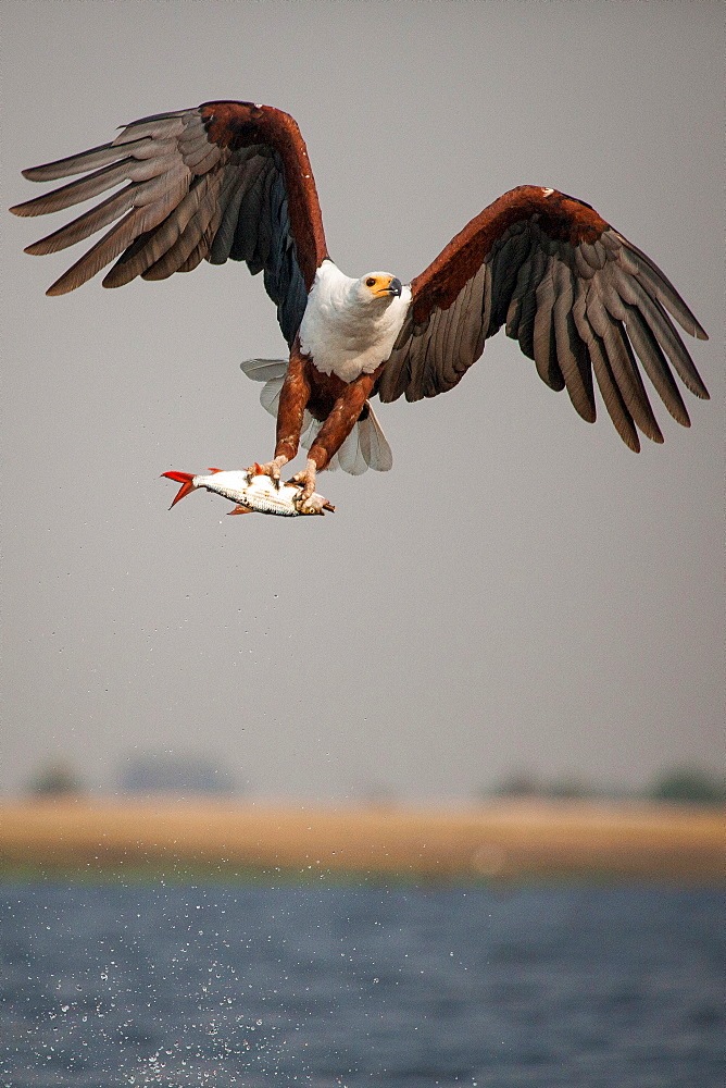 An African fish eagle, Haliaeetus Vocifer, flies over water, claws holding onto a fish, splashes of water in air, Londolozi Game Reserve, Sabi Sands, Greater Kruger National Park, South Africa