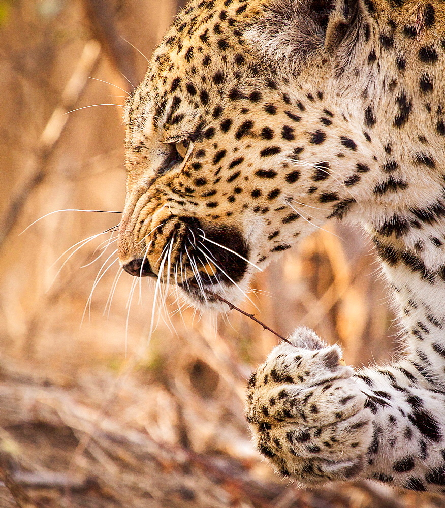 A leopard's head and front paw, Panthera pardus, snarling, stick with thorns in mouth, paw holding onto stick, looking away, Londolozi Game Reserve, Sabi Sands, Greater Kruger National Park, South Africa