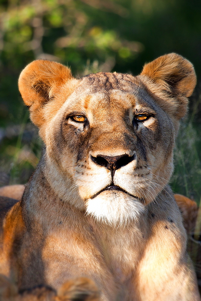 The head of a lioness, Panthera leo, lying down, alert, ears forward, Londolozi Game Reserve, Sabi Sands, Greater Kruger National Park, South Africa