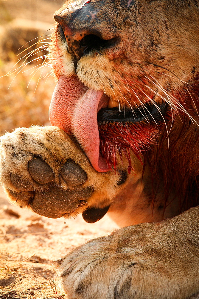 A close up of a lion's mouth and paw, Panthera leo, linking paw, raised foot, bloody muzzle, tongue barbs visible, Londolozi Game Reserve, Sabi Sands, Greater Kruger National Park, South Africa