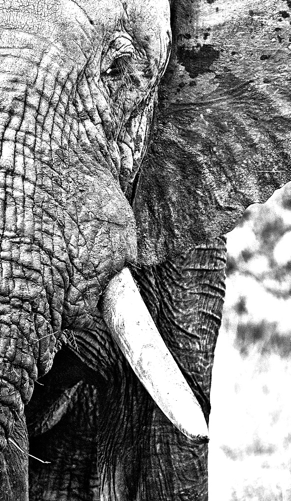 A close up of an elephant's head, Loxodonta africana, in black and white, Londolozi Game Reserve, Sabi Sands, Greater Kruger National Park, South Africa