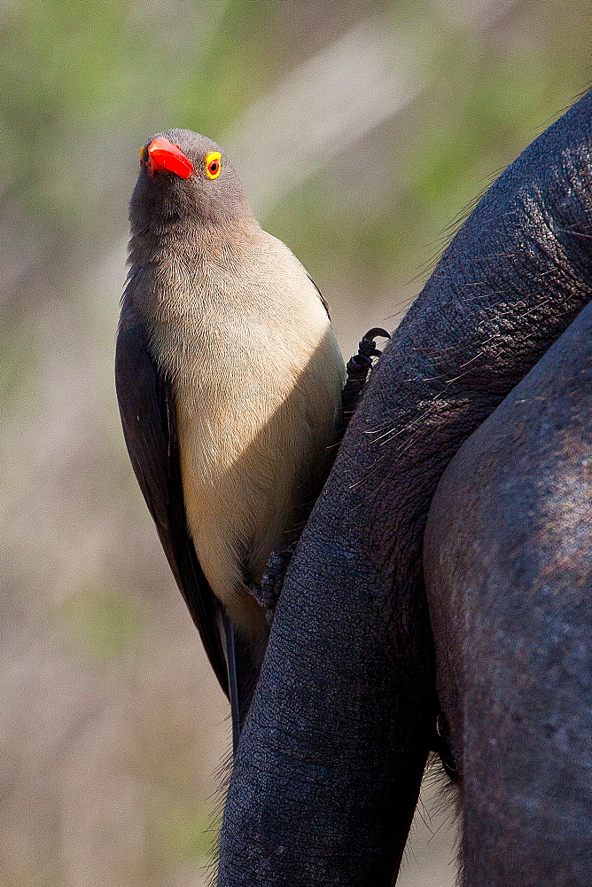 A red-billed oxpecker, Buphagus erythrorhynchus, perches vertically on the tail of a buffalo, Syncerus caffer, direct gaze, Londolozi Game Reserve, Sabi Sands, Greater Kruger National Park, South Africa