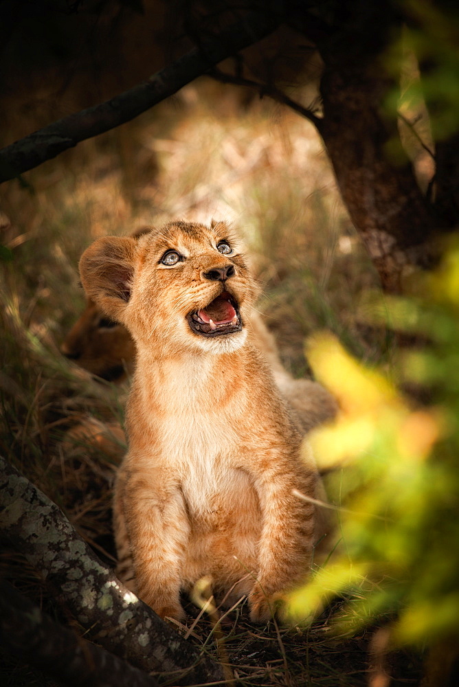 A lion cub, Panthera leo, sits down, looks away, open mouth, Londolozi Game Reserve, Sabi Sands, Greater Kruger National Park, South Africa