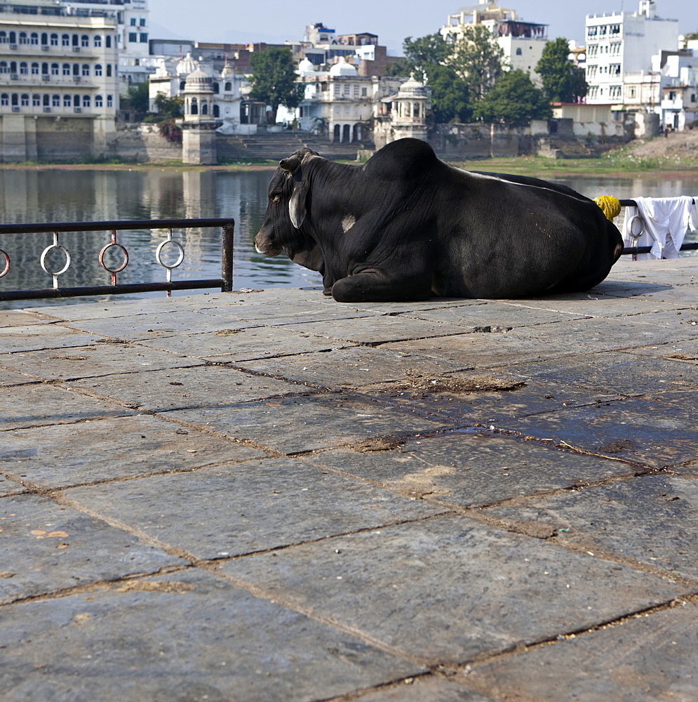 Sacred Cow at the Bathing Ghat, Udaipur, Rajasthan, India