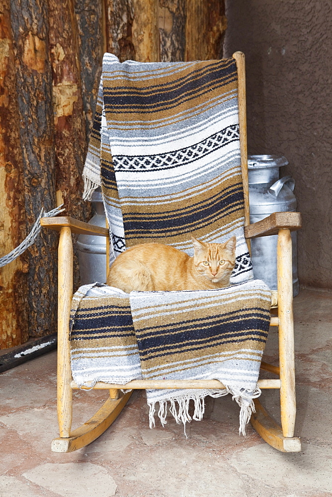 Cat on a Wooden Rocking Chair, Entrada, Colorado, United States of America