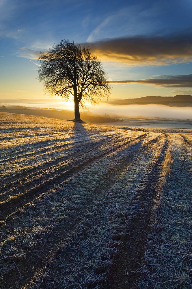 Tree on a Cultivated Field, Ross-shire, Scotland, UK