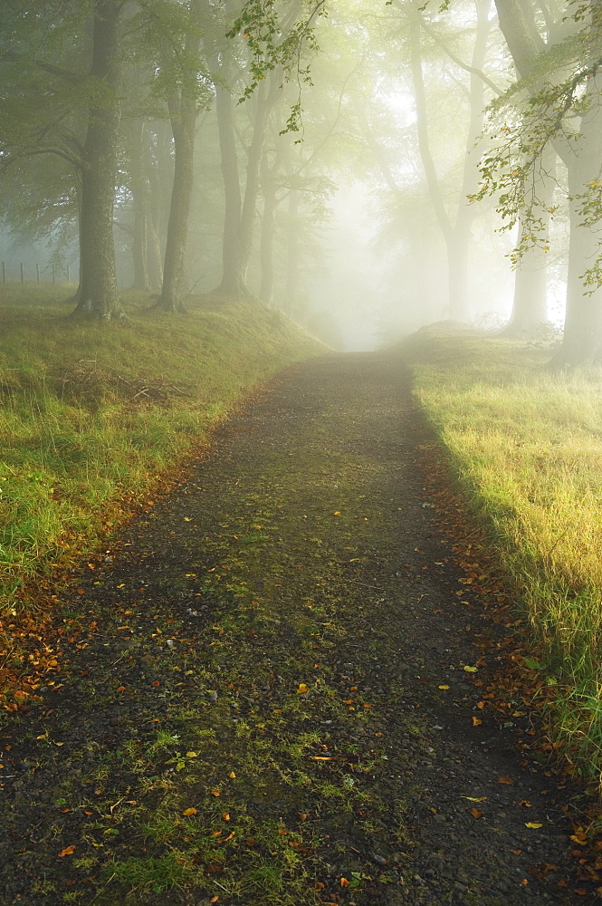 Trail Through Forest, Ross-shire, Scotland, UK