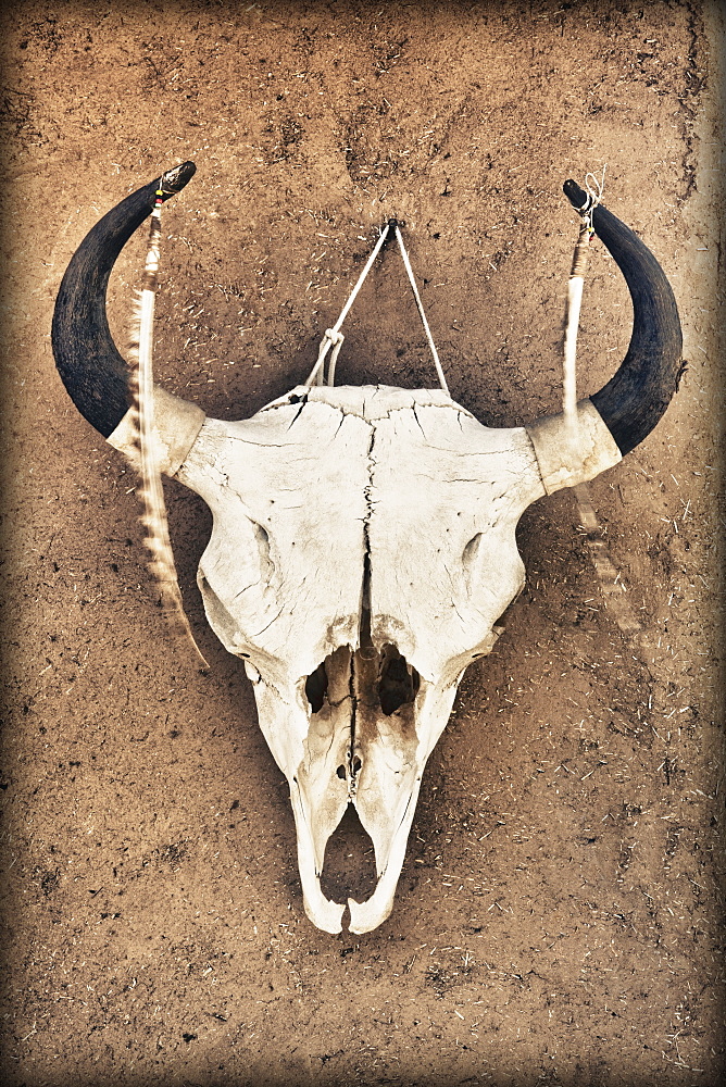 Cow Skull, Taos, New Mexico, United States of America