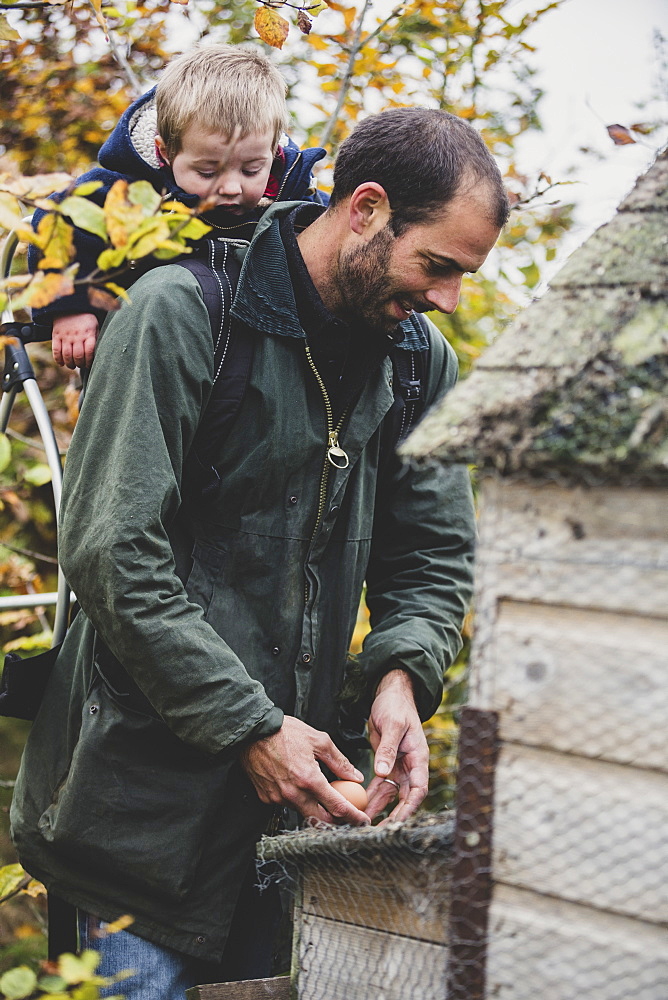 Bearded man carrying young boy on his back picking fresh eggs from chicken coop on a farm, Oxfordshire, England