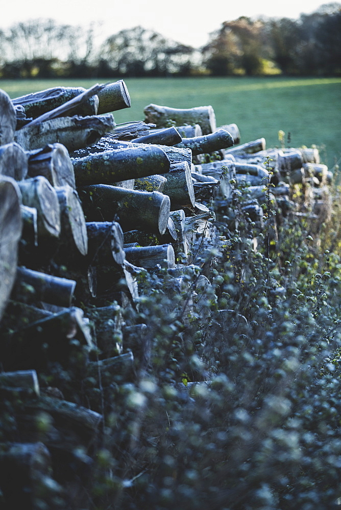 Close up of stack of wooden logs on a farm pasture, Oxfordshire, England